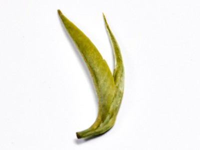 El té blanco "comme il faut" no cabe en una bolsita