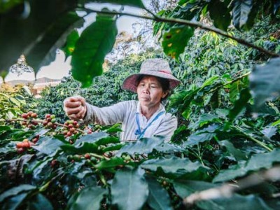 Tailandia Pang Khon - Speciality Coffee