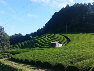 Gyokuro: el té verde japonés de mayor delicadeza y elegancia.