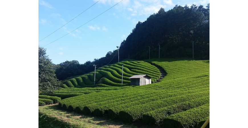 Gyokuro: el té verde japonés de mayor delicadeza y elegancia.
