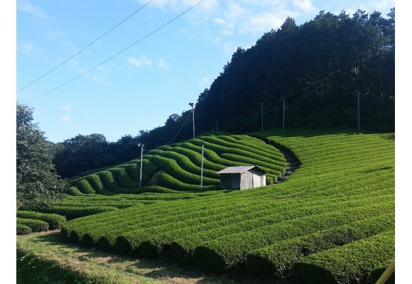 Gyokuro: el té verde japonés de mayor delicadeza y elegancia.